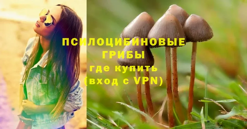 Псилоцибиновые грибы MAGIC MUSHROOMS  блэк спрут вход  Алушта  купить закладку 